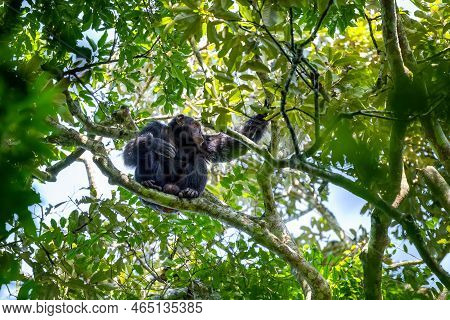 Adult Chimpanzee, Pan Troglodytes, Sitting In A Tree, As Seen Through A Break In The Dense Rainfores