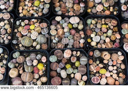 Many Potted Lithops Succulents (pebble Plants Or Living Stones) Pebble Plants Or Living Stonesat A F