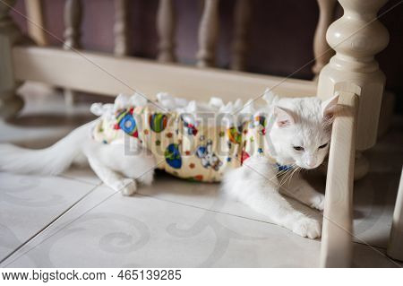 Postoperative Bandage On White Cat. Pet After A Cavitary Operation Castration Or Sterilization.