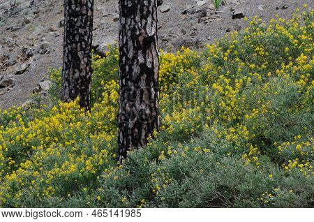 Trunks Of Canary Island Pines Pinus Canariensis And Scrub Of Teline Microphylla In Bloom. Reserve Of