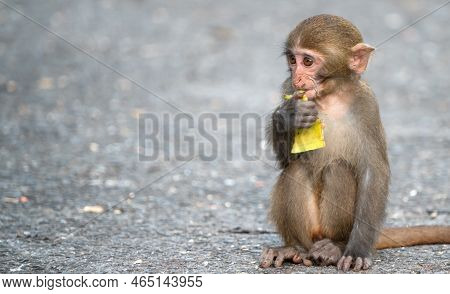 Formosan Macaque, Formosan Rock Monkey Also Named Taiwanese Macaque In The Wild.