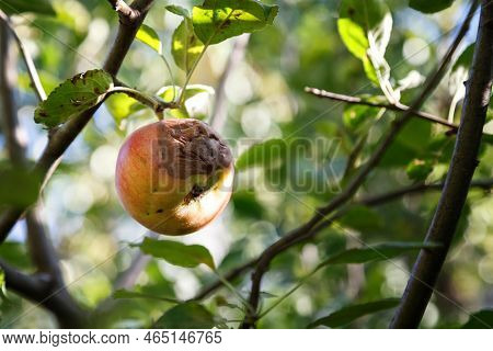 Rotten Apple. Infected Fruits Of Apples. Monilinia Fructigena Apple. Soft Focus.