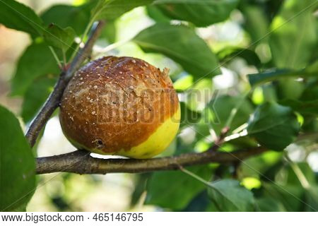 Rotten Apple. Infected Fruits Of Apples. Monilinia Fructigena Apple. Soft Focus.