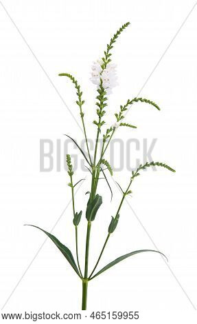 Alba Flowers Floral Isolated On White Background