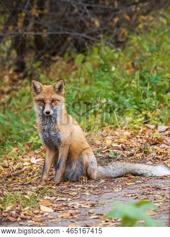 Red Fox, Vulpes Vulpes, Sits On Autumn Forest Path. Close Up Of A Red Fox Vulpes Vulpes, Sitting On 