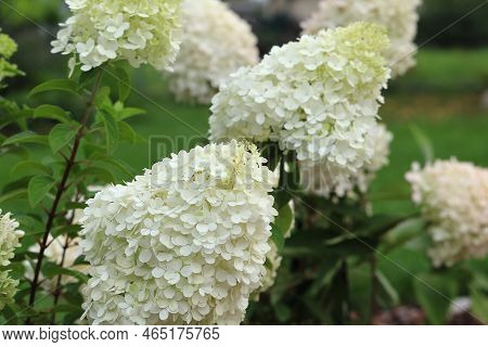 Beautifully Blooming Bouquet Of Hydrangea -hydrangea Paniculata