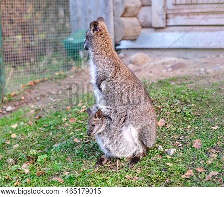 Kangaroo With A Baby In Her Bag In The Park On The Grass. Vertical Photography