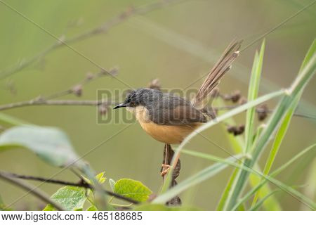 An Ashy Prinia Perched On A Grass Stem Against A Nice Blurred Background.