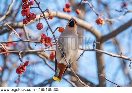 Bohemian Waxwing, A Beautiful Tufted Bird, Latin Name Bombycilla Garrulus, Sitting On A Wild Apple T