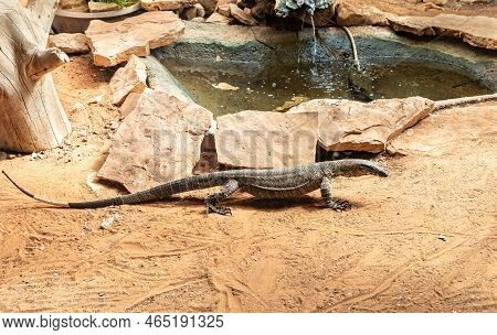 Beit Shean, Israel, October 08, 2022 : Large Monitor Lizard In An Aviary In Gan Guru Kangaroo Park I