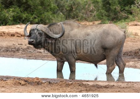 Buffalo