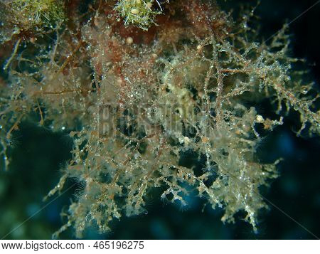 Grapevine Hydroid Or Botryoid Stickhydroid (eudendrium Racemosum) Close-up Undersea, Aegean Sea, Gre