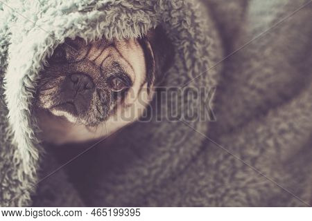 Protection And Hidden Dog Concept With Nice Funny Pug Under Blue Cover At Home Canine Lazy Lifestyle