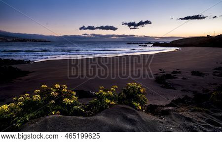 Yellow Flowers In The Natural Clean Wild Beach Before The Sunrise - Concept Of Environment And Beaut