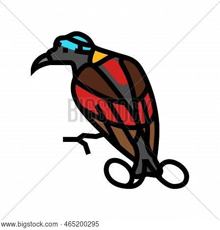 Wilsons Bird Of Paradise Bird Exotic Color Icon Vector. Wilsons Bird Of Paradise Bird Exotic Sign. I