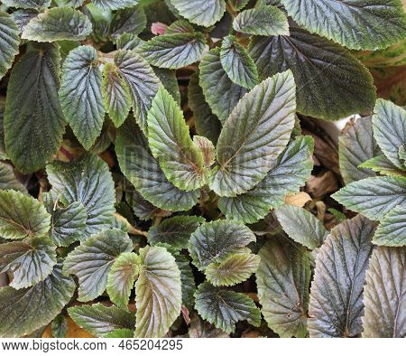 Begonia Argenteo Guttata From Top View For Background