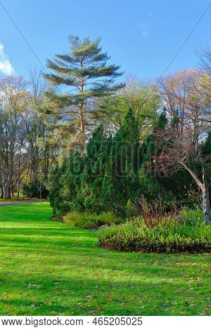 Beautiful Green Lawn, Pinewood And Flower Beds In The Eavening In Fall