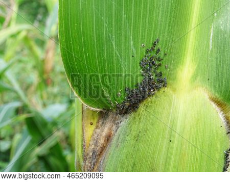 Pests On Corn In Natural Conditions, Aphidoidea Close-up