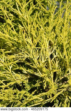 Sawara Cypress Filifera Aurea Branches In The Spring