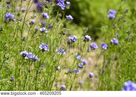 California Gilia Blue Flowers In The Garden