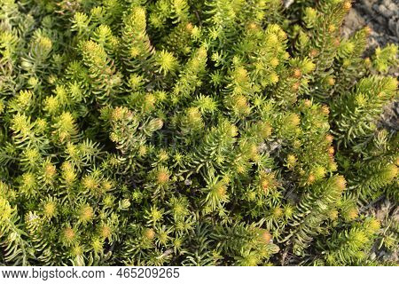 Rock Stonecrop Angelina Leaves In The Garden