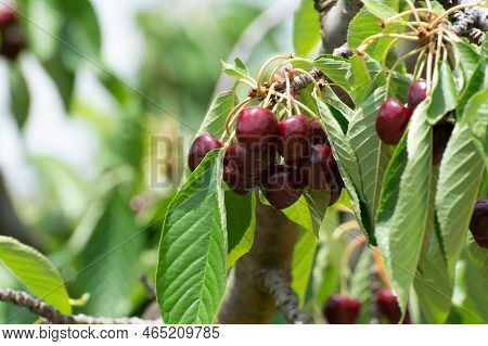 Sweet Ripe Black Cherry Berries Hanging On Cherry Tree In Fruit Orchard Near Venasque Village, Luber