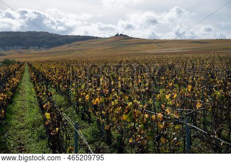 Autumn View On Colorful Grand Cru Champagne Vineyards Near Moulin De Verzenay, Pinot Noir Grape Plan