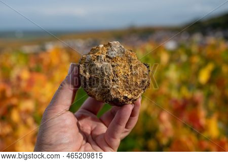 Example Of Soil Flintstones On Colorful Grand Cru Champagne Pinot Noir Vineyards Near Moulin De Verz