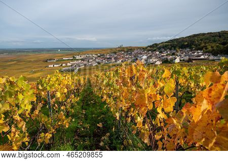 Autumn View On Colorful Grand Cru Champagne Vineyards Near Moulin De Verzenay, Pinot Noir Grape Plan