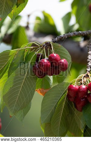 Sweet Ripe Black Cherry Berries Hanging On Cherry Tree In Fruit Orchard Near Venasque Village, Luber