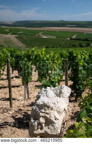 Sample Of Soil From Chablis Grand Cru Appellation Vineyards, Limestone And Marl Soils With Oyster Fo