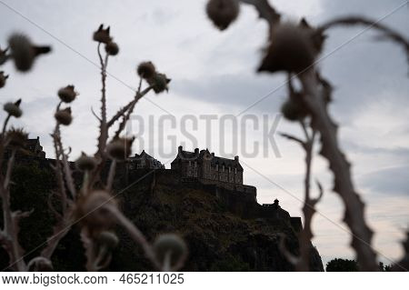 View From Princes Street To Old Town And Castle In Edinburgh City Through Dried Purple Thistle Flowe