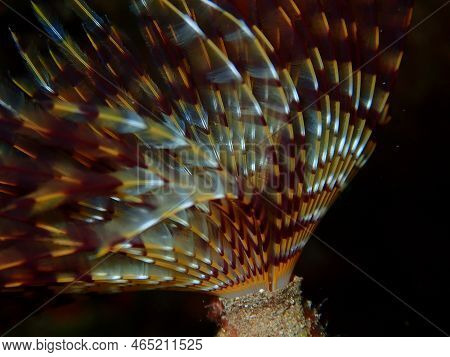Marine Polychaete Mediterranean Fanworm Or Feather Duster Worm, European Fan Worm (sabella Spallanza
