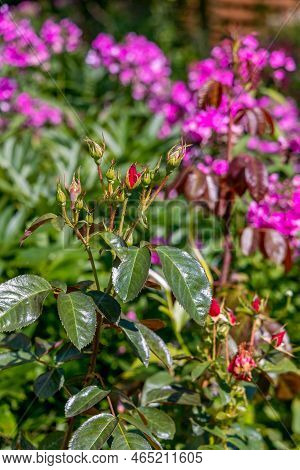 Treatment In The Garden Of Young Shoots Of Roses From Aphids, Whiteflies And Insect Pests