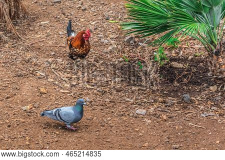 A Vibrant Orange-red Pygmy Male Hen And A Wild Gray Dove Roam Among Exotic Palm Trees In The Canary 