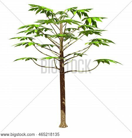3D Rendering Papaya Tree On White