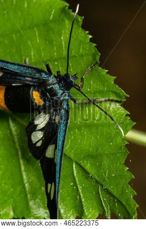 Close Up Of A Nine Spotted Moth Amata Phegea With Spread Wings