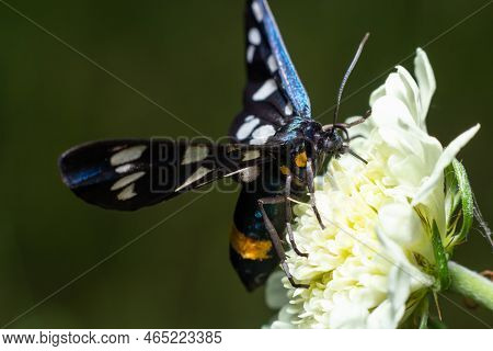 Nine-spotted Moth Or Yellow Belted Burnet, Amata Phegea, Formerly Syntomis Phegea, Macro In Weed, Se