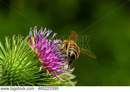Bee Colecting Polen From A Greater Burdock Arctium Lappa Flower Closeup