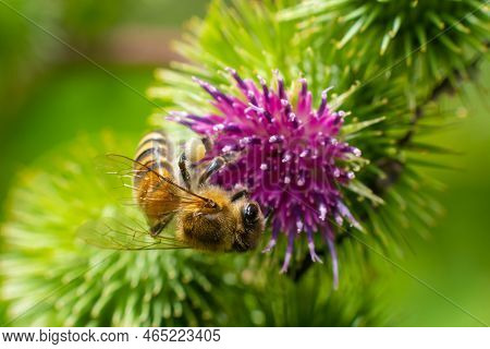 Bee On Lesser Burdock Bud Close-up View With Selective Focus On Foreground