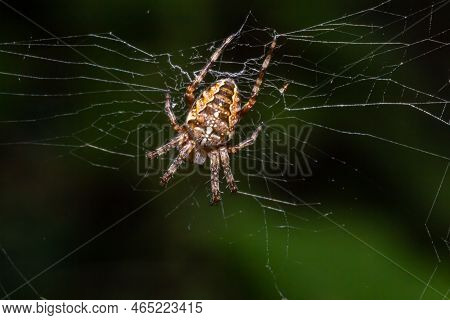 Close-up Of A Female European Garden Cross Spider Araneus Diadematus In The Web