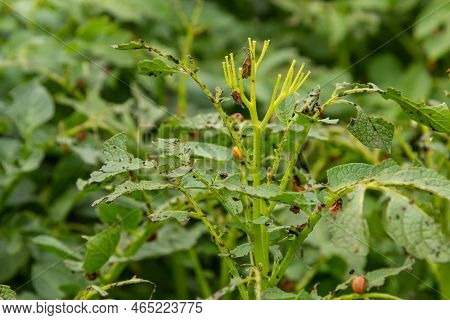 Colorado Potato Beetle - Leptinotarsa Decemlineata On Potato Bushes. Pest Of Plants And Agriculture.