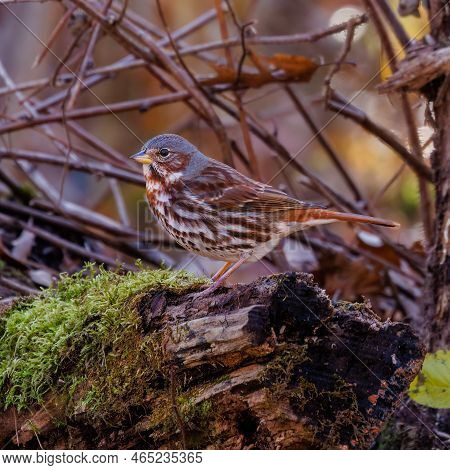 Adult Red Fox Sparrow (passerella Iliaca) Perched On A Dead Tree Stump In The Forest During Migratio