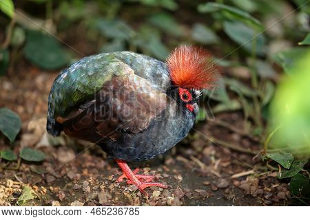 An Ostrich Quail (rollulus Rouloul) Roams The Bushes.