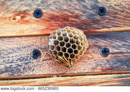 A Gallic Field Wasp (polistes Dominula) Building A Nest.