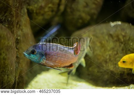 Portrait Of A Colorful Malawi Cichlid In The Aquarium.