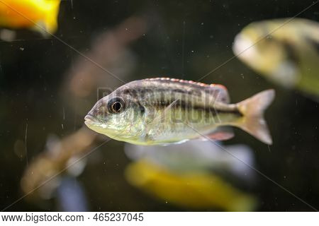 Portrait Of A Colorful Malawi Cichlid In The Aquarium.