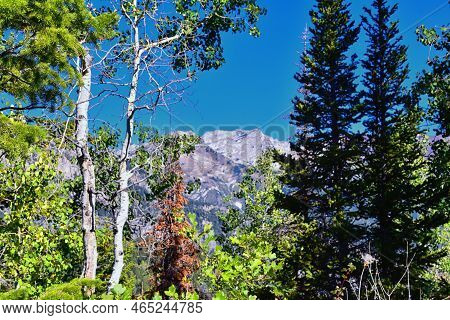 Bear Canyon Hiking Trail Views By Mount Timpanogos Peak Wasatch Range, Utah. Usa.