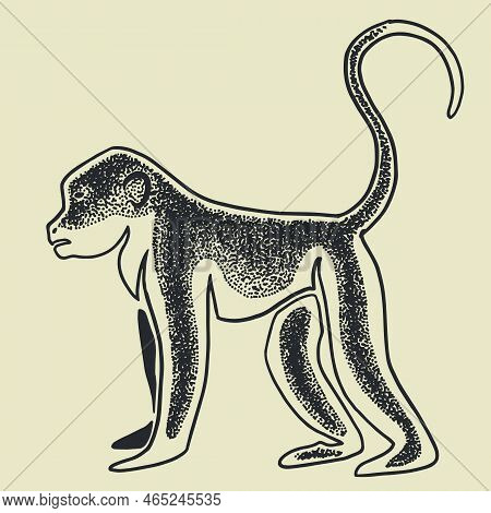 Vector Silhouette Drawing Of Pavian Monkey. Template For Design. Line Art Animal Collection