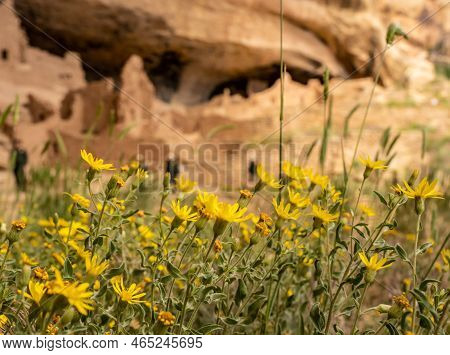New Mexico Sunflowers In Focus In Front Of Blurry Cliff Dwelling In Mesa Verde